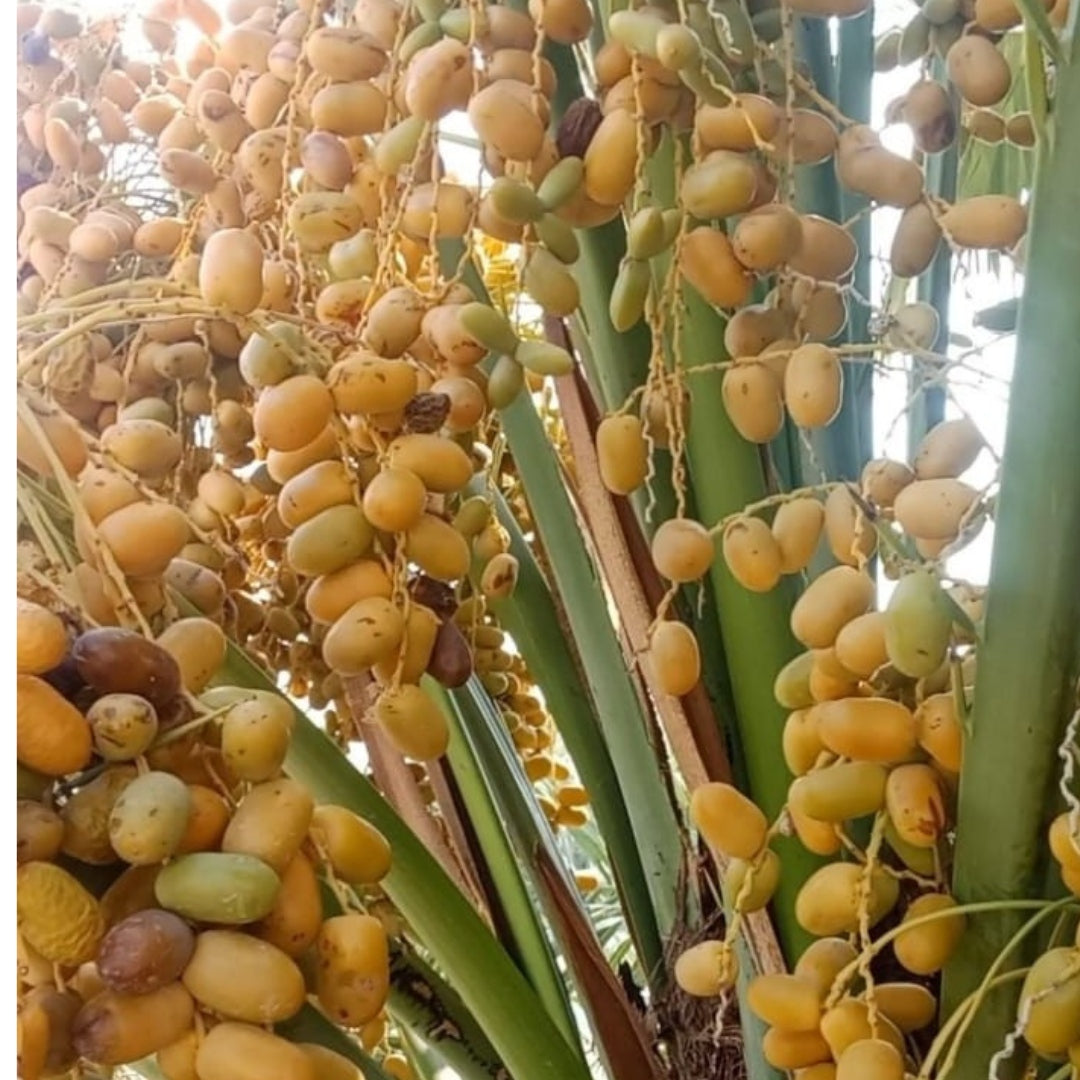 Premium Farm Fresh Dates | Naturally Sweet & Fresh Harvest