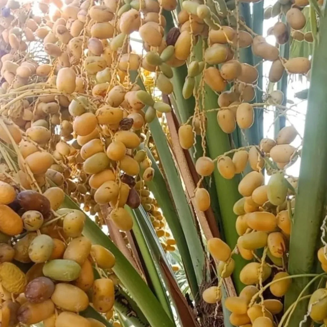 Premium Farm Fresh Dates | Naturally Sweet & Fresh Harvest