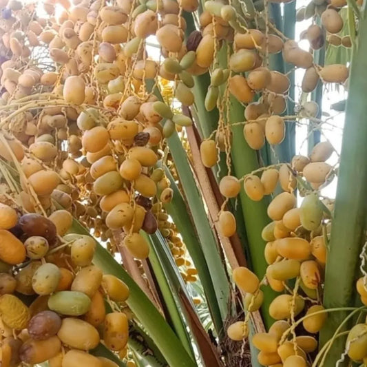 Premium Farm Fresh Dates | Naturally Sweet & Fresh Harvest