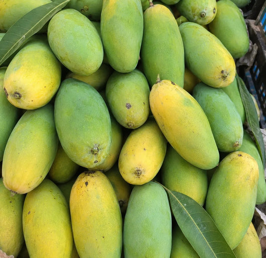 Dussehri Mangoes – Slim Shape, Sweet Aroma, Orchard Fresh ,Export Quality