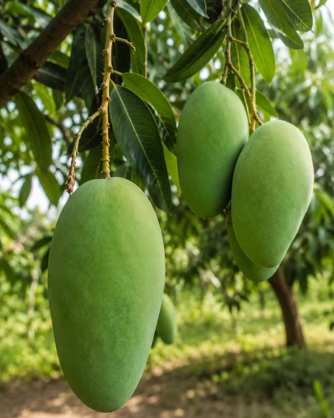 Export-Quality Multan Sindhri | Extra Large Honey-Sweet Mangoes